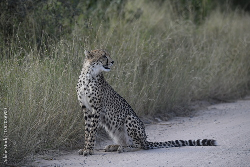 Cheetah in wild savannah , Animal of africa