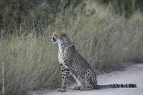 Cheetah in wild savannah , Animal of africa