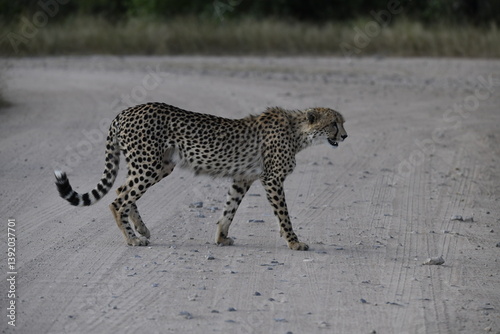 Cheetah in wild savannah , Animal of africa