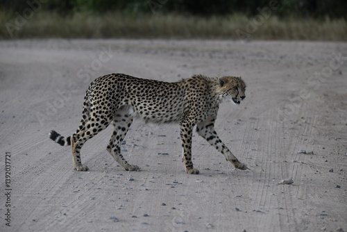 Cheetah in wild savannah , Animal of africa
