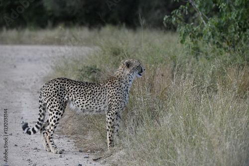 Cheetah in wild savannah , Animal of africa