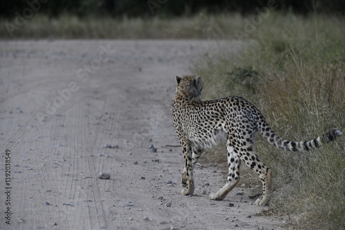 Cheetah in wild savannah , Animal of africa