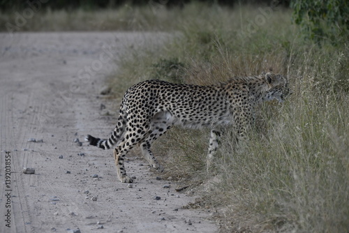 Cheetah in wild savannah , Animal of africa