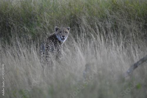 Cheetah in wild savannah , Animal of africa