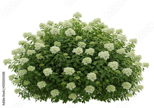 Lush green shrub white flowering