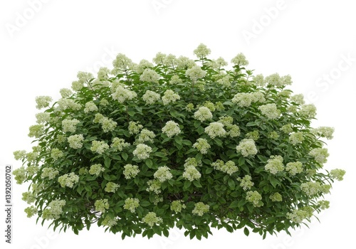 Lush green shrub white flowering