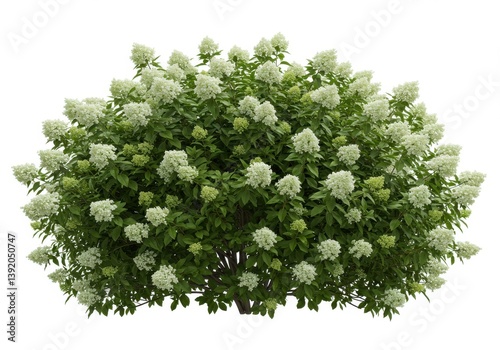 Lush green shrub white flowering