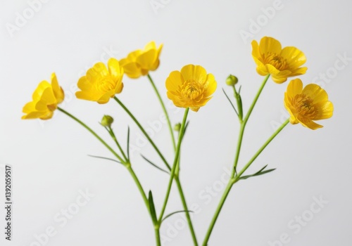Wallpaper Mural Vibrant yellow buttercup flowers delicate Torontodigital.ca