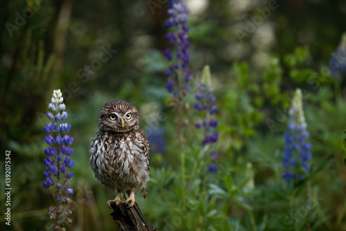 Owl in lupine. Little owl, Athene noctua, perched in blue-pod lupine flowers on forest meadow. Owl of Athena in natural habitat. Beautiful bird with yellow eyes. Wild spring nature. Wildlife.