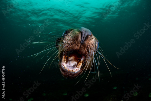 Steller sea lion (Eumetopias jubatus) with gaping mouth, underwater portrait, Hornby Island, British Columbia, Canada, Pacific Ocean. 
