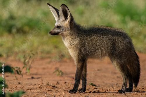 Bat-eared fox (Otocyon megalotis) portrait, Marakele Private Reserve, Waterberg Biosphere Reserve, Limpopo Province, South Africa. 