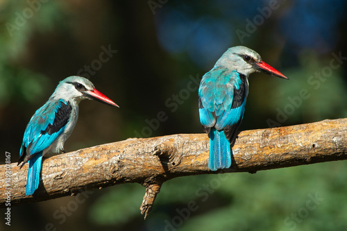 Two Woodland kingfishers (Halcyon senegalensis) perched on branch, Marakele Private Reserve, Waterberg Biosphere Reserve, Limpopo Province, South Africa.  photo