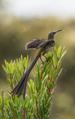 Cape sugarbird (Promerops cafer) male, landing on a sprig of vegetation, Kirstenbosch Botanical Gardens, Cape Town, South Africa.  photo