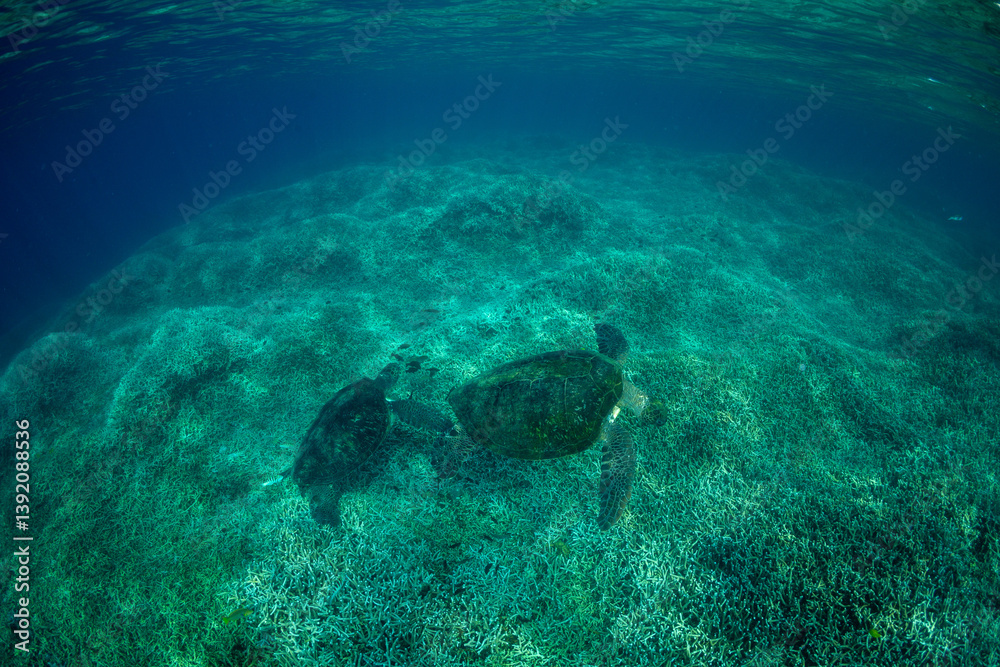 Fototapeta premium アオウミガメ 小笠原 東京都