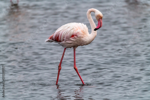 Fenicottero rosa in africa botswana