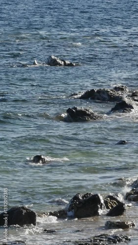 Wallpaper Mural Waves gently crashing over dark rocks in a serene coastal scene. Vertical video. Torontodigital.ca
