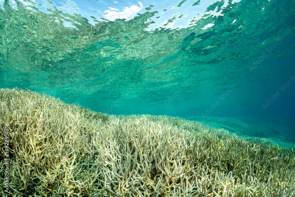 Fototapeta premium スギノキミドリイシ 小笠原 東京都