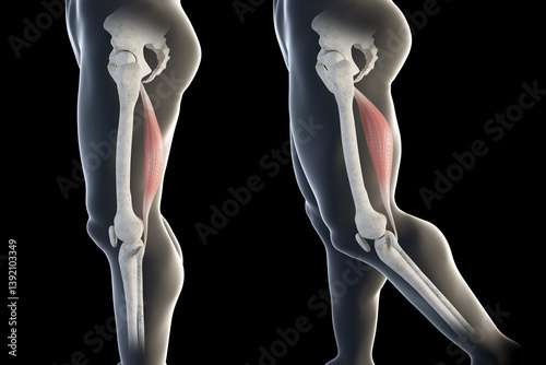 3d Illustration of Semitendinosus Muscles Movement Side View