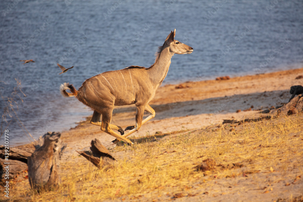 Greater Kudu (Tragelaphus strepsiceros); female running on bank of the Kwando river, Namibia
