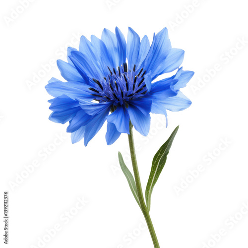 Vibrant blue cornflower blossom isolated transparent background floral
