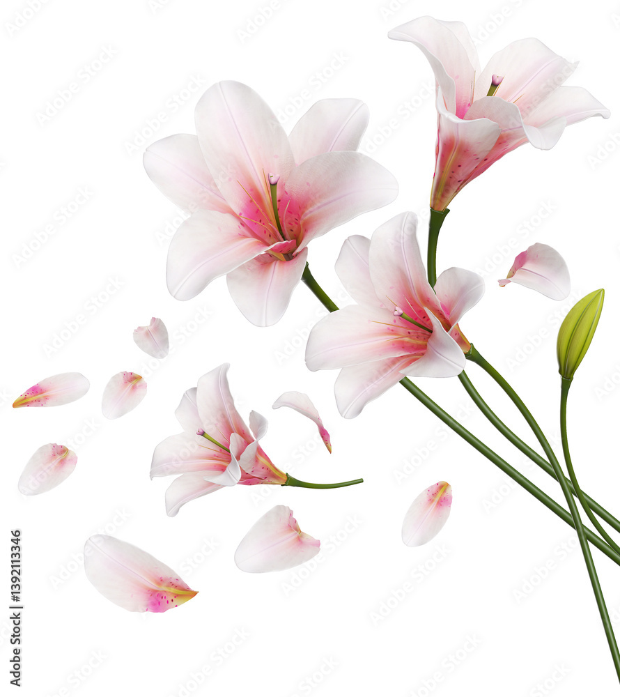 pink lilies flower pink lilies flower