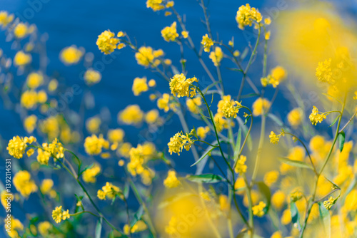 多摩川沿いに咲く菜の花と川面の風景（狛江・登戸・調布エリア）