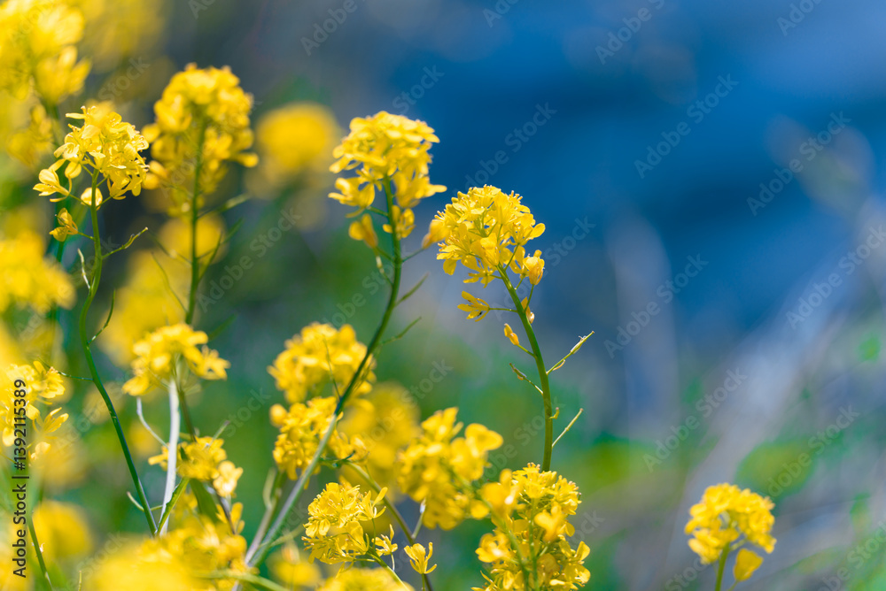 多摩川沿いに咲く菜の花と川面の風景(狛江・登戸・調布エリア) 多摩川沿いに咲く菜の花と川面の風景(狛江・登戸・調布エリア)