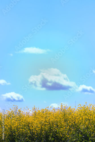 Photos 印象的な雲と青空、咲き誇る菜の花が織りなす春のアート風景