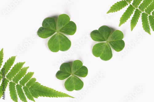 clover leaves on a nature background