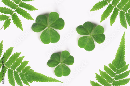 clover leaves on a nature background