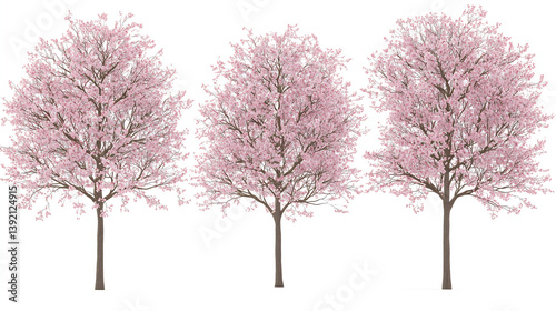 Pink cherry blossom tree blooming in a snowy winter landscape