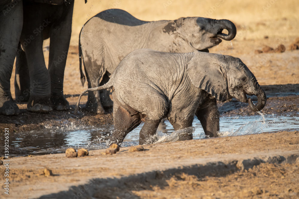 Fototapeta premium Tender Moment Between Elephant Mother and Calf ,Elephant Family in Perfect Harmony – Animal of Africa 