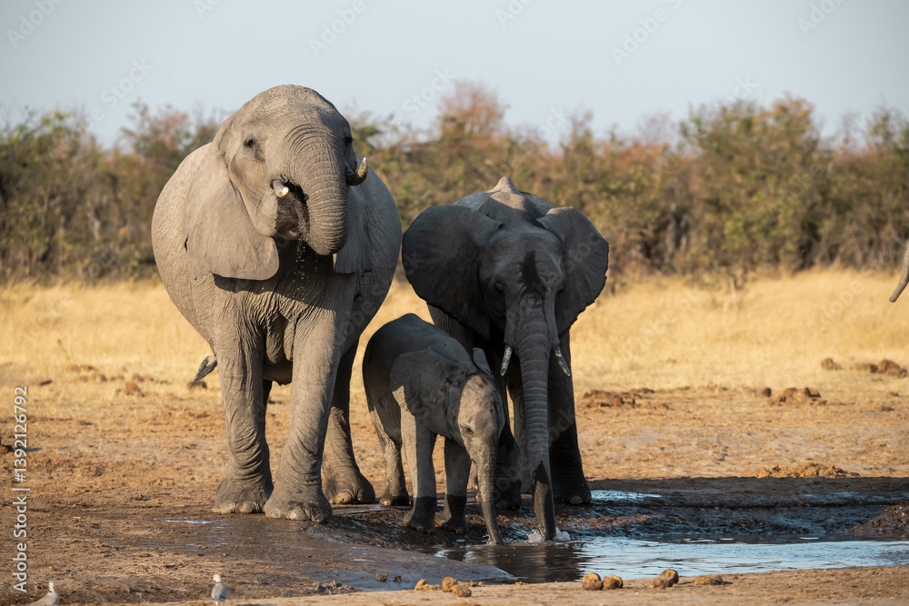 Fototapeta premium Tender Moment Between Elephant Mother and Calf ,Elephant Family in Perfect Harmony – Animal of Africa 