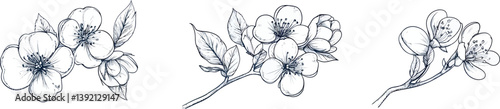 A modern illustration of a Cornus florida, or flowering dogwood tree branch, is depicted in isolation over a white background, created by hand drawing