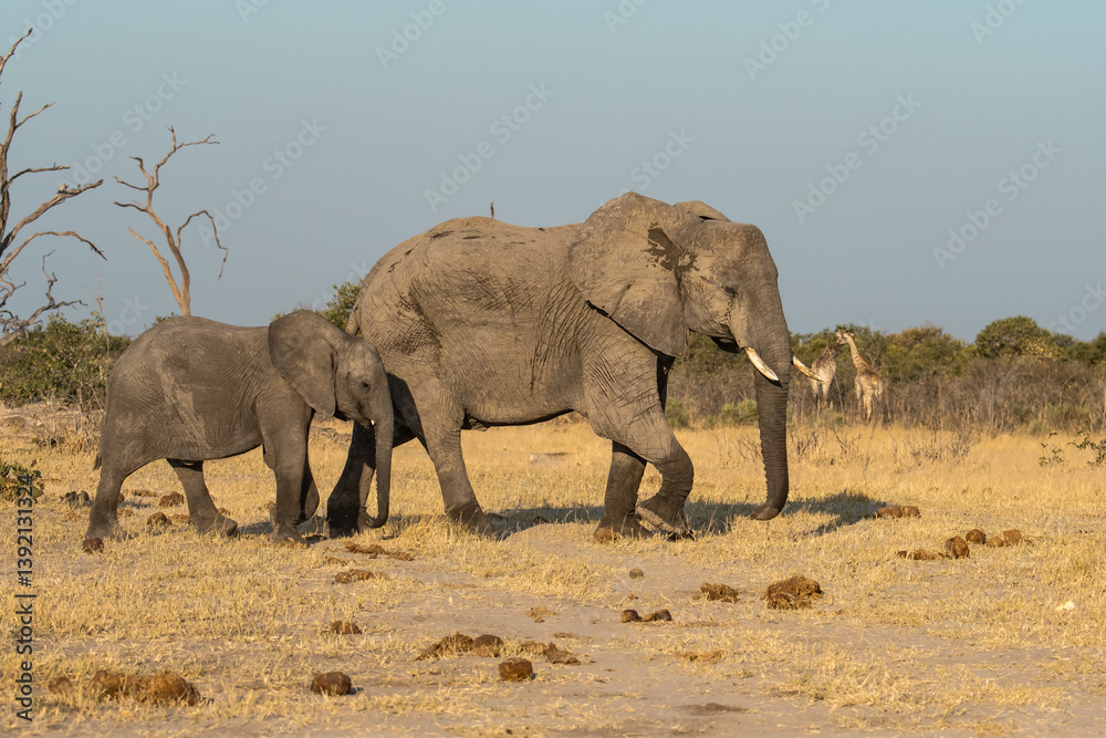 Fototapeta premium Tender Moment Between Elephant Mother and Calf ,Elephant Family in Perfect Harmony – Animal of Africa 