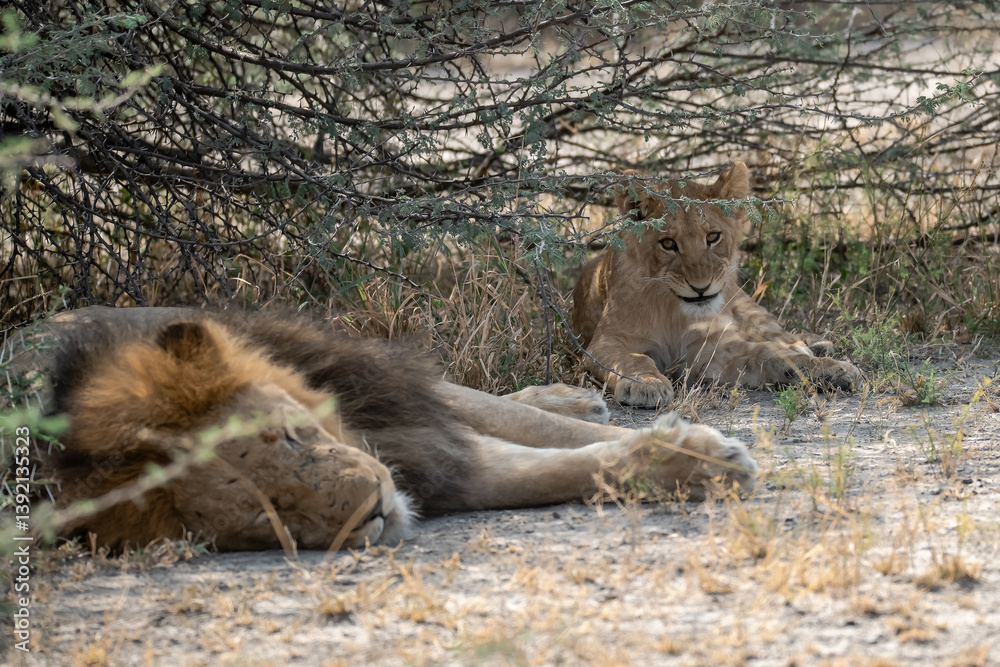Naklejka premium Lions cubs and mother in wild savannah - Animal of africa