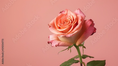 Wallpaper Mural a single stem of a rose with a soft, blurred background.  HD 8K mockup wallpaper Photographic Image Torontodigital.ca