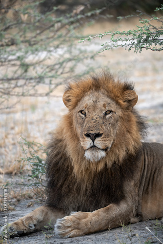 Sekoti  Powerful Male Lion Staring into the Wild     Animal of Africa