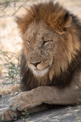 Sekoti  Powerful Male Lion Staring into the Wild     Animal of Africa