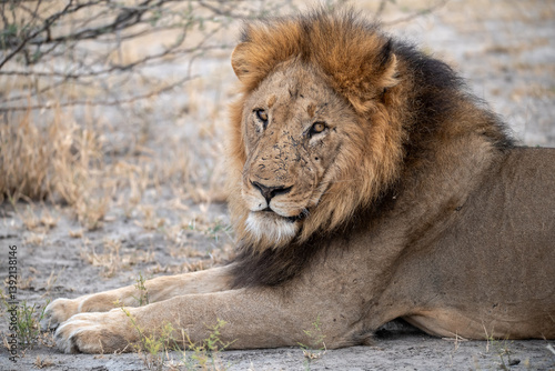 Sekoti  Powerful Male Lion Staring into the Wild     Animal of Africa