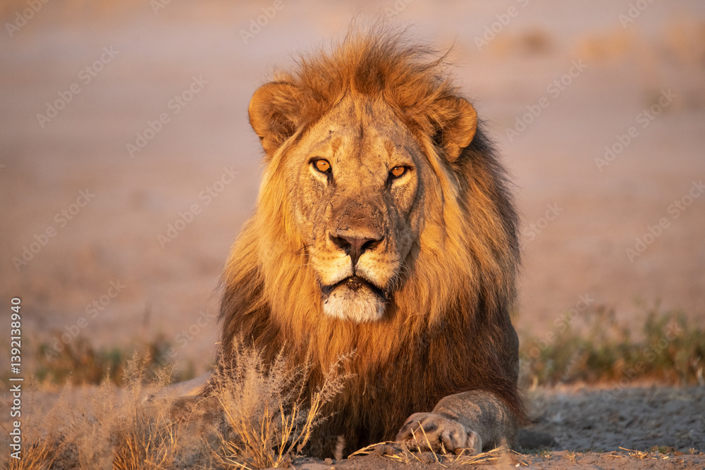 Sekoti, Powerful Male Lion Staring into the Wild – Animal of Africa Sekoti, Powerful Male Lion Staring into the Wild – Animal of Africa