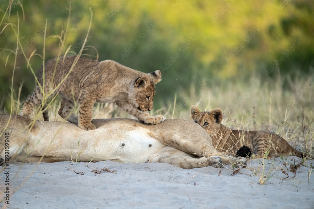 Ταπετσαρία Tiny Future King – Lion Cub Close-Up – Animal of Africa