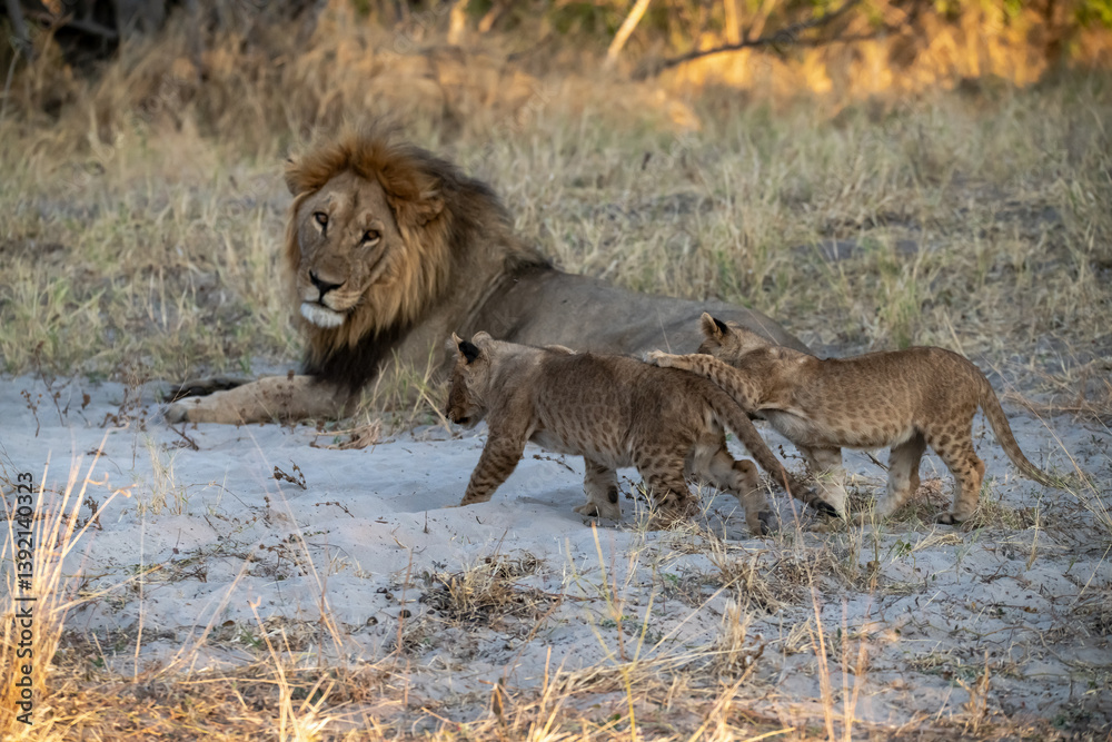 Fototapeta premium Tiny Future King – Lion Cub Close-Up – Animal of Africa