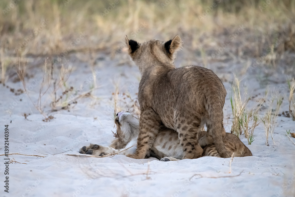 Fototapeta premium Lion cubs engage in playful activities like tumbling and play-fighting with their mothers and siblings on the savanna to develop essential survival skills, build strength, and strengthen social bonds 