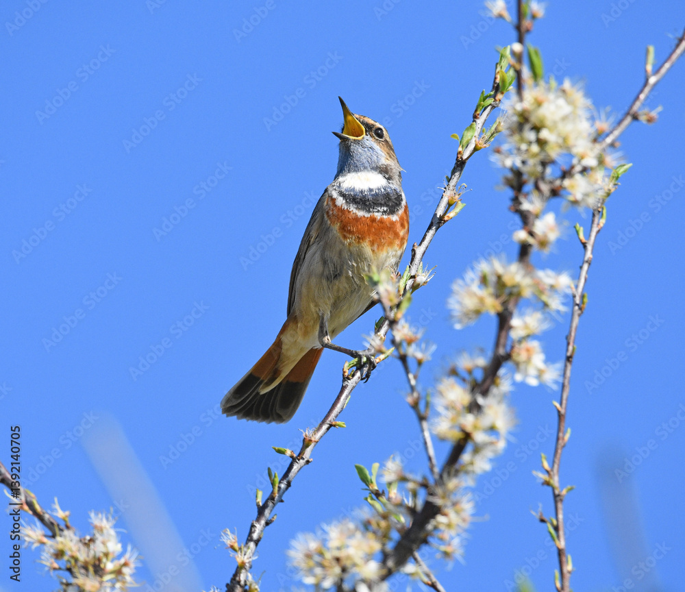 Blaukehlchen (Luscinia svecica)