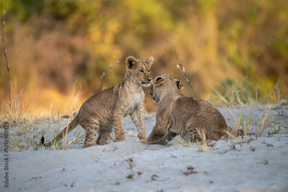 Fototapeta premium Lion cubs engage in playful activities like tumbling and play-fighting with their mothers and siblings on the savanna to develop essential survival skills, build strength, and strengthen social bonds 