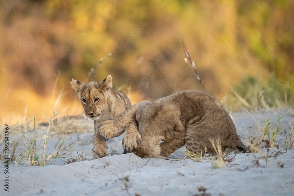 Fototapeta premium Lion cubs engage in playful activities like tumbling and play-fighting with their mothers and siblings on the savanna to develop essential survival skills, build strength, and strengthen social bonds 