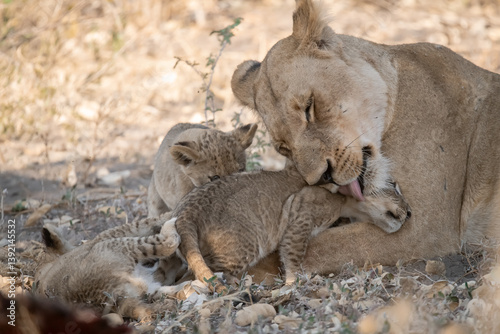 In the heart of Khwai, Botswana, a lion cub plays gently with its mother in 2025 – a touching moment of affection, playfulness, and the wild bonds of Africa - Animal of africa