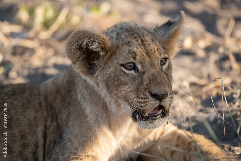 Obraz premium In the heart of Khwai, Botswana, a lion cub plays gently with its mother in 2025 – a touching moment of affection, playfulness, and the wild bonds of Africa - Animal of africa
