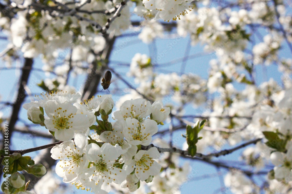 cherry blossom in spring cherry blossom in spring
